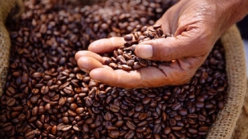 Giá cà phê hôm nay 1/12: Dự báo tiếp tục tăng