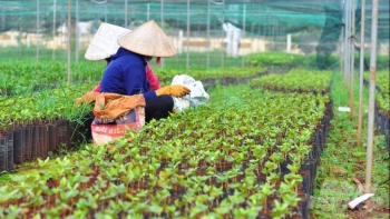 Nghệ An sắp có Trung tâm sản xuất giống cây lâm nghiệp ứng dụng công nghệ cao
