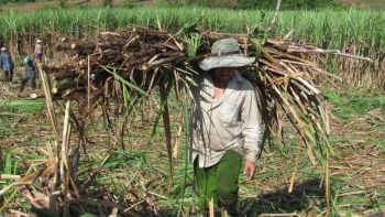 Tìm giải pháp cho ngành mía đường Việt Nam