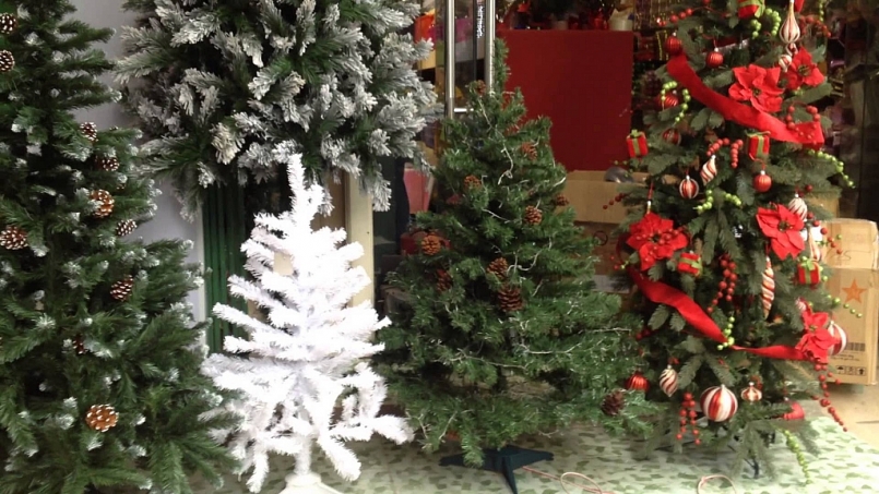 Gần lễ Giáng sinh, cây thông thật hút khách