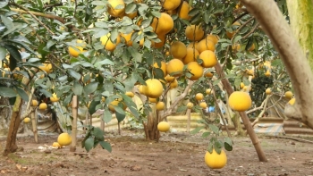 Hà Nội hỗ trợ gần 84,5 tỷ đồng phát triển các giống bưởi đặc sản