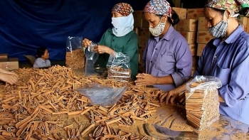 Yên Bái nghiên cứu sản xuất nông sản hữu cơ cho thị trường Nhật Bản và EU