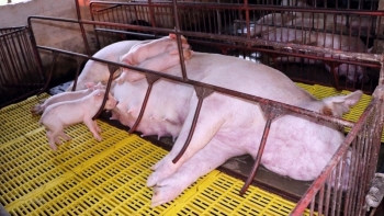 Dịch tả lợn châu Phi lan rộng, lợn chết hàng loạt tại Quảng Bình