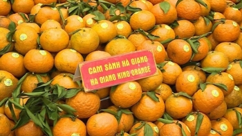 Cam Hà Giang đẩy mạnh chế biến sâu để nâng cao giá trị