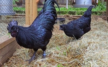 Gần Tết, đặc sản gà Mông đen lại hút khách