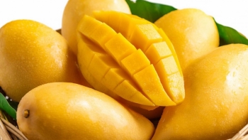 Đưa thương hiệu xoài cát Hòa Lộc vươn xa