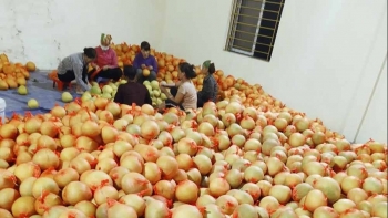 Xuất khẩu bưởi Bắc Giang sang Nga