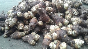 Hòa Bình: Nức tiếng đặc sản khoai sọ Phúc Sạn - Mai Châu