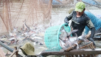 An Giang thúc đẩy nhiều tiềm năng thủy sản