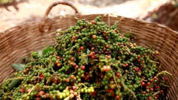 Giá hồ tiêu hôm nay 11/12: Tăng giảm tùy địa phương