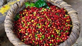 Giá cà phê hôm nay 13/12: Xu hướng tích cực