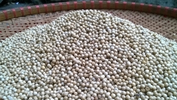Giá hồ tiêu hôm nay 13/12: Tăng nhẹ