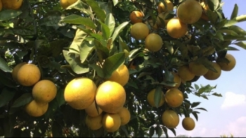 Đặc sản cam Vinh rơi rụng nhiều, tem truy xuất chỉ bằng 1/3 năm trước