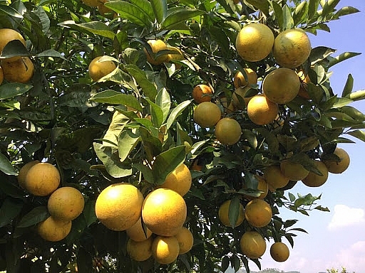 Đặc sản cam Vinh rơi rụng nhiều, tem truy xuất chỉ bằng 1/3 năm trước