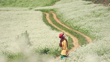 Du lịch mùa lạnh: Về Mộc Châu ngắm muôn hoa khoe sắc trên thảo nguyên