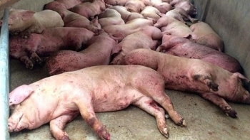 Nghệ An liên tiếp công bố dịch tả lợn châu Phi ở các xã miền núi