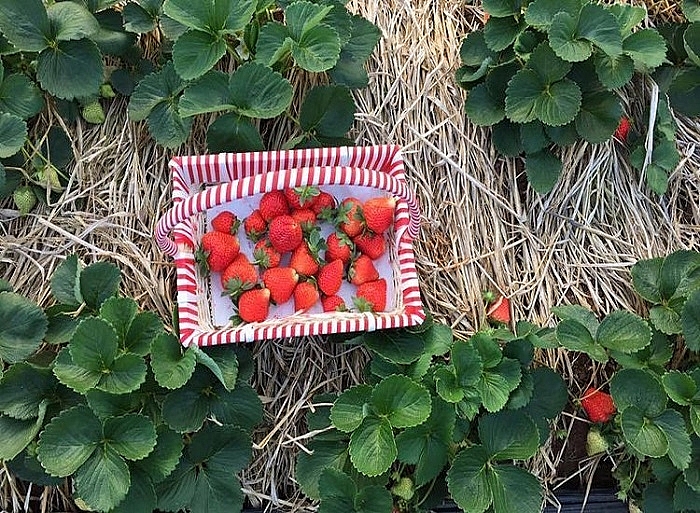 Dâu tây Sơn La: Lan tỏa thương hiệu