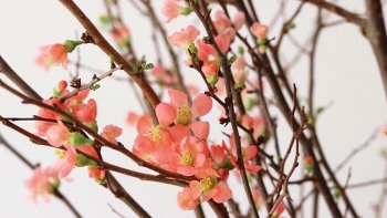 Thị trường hoa Tết 2021: Anh đào Trung Quốc hút khách