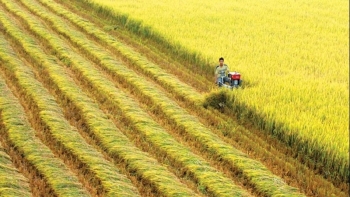 Chuyển đổi mục đích sử dụng đất trồng lúa tại Long An, Hải Dương, Thái Nguyên