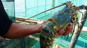 Bình Định: Tôm hùm quay đầu tăng giá