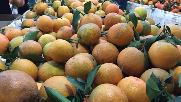 Đặc sản cam Cao Phong: Giá cam tăng cao, tiểu thương ngại cắt