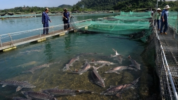 Cá tầm Trung Quốc giá rẻ, người nuôi trong nước điêu đứng