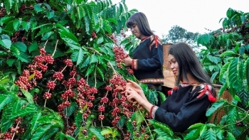 Đăk Lăk tập trung tái cơ cấu nông nghiệp theo hướng nâng cao giá trị gia tăng