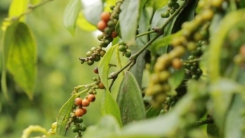 Giá hồ tiêu hôm nay 22/12: Ổn định