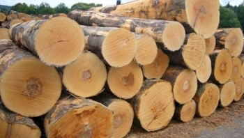 Xuất khẩu gỗ: Nâng cao cảnh giác tránh rủi ro