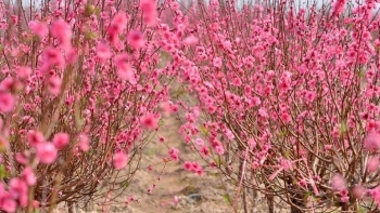 Nhiều hãng hàng không nhận vận chuyển cây mai đào tươi dịp Tết 2021