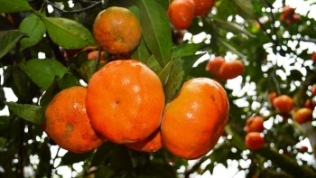 Giá cam Văn Chấn xuống thấp, khó bán