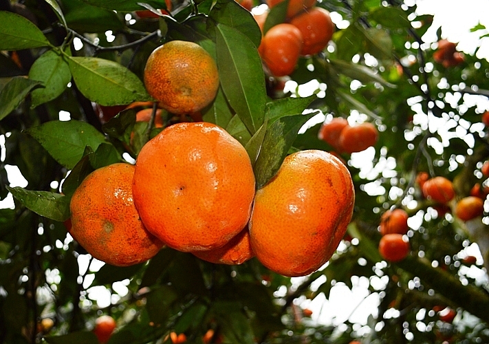 Giá cam Văn Chấn xuống thấp, khó bán