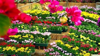 Quan ngại hoa Trung Quốc giá rẻ tuồn vào Việt Nam