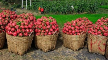 Thanh long Trung Quốc dồi dào, hàng Việt "khó" xuất khẩu