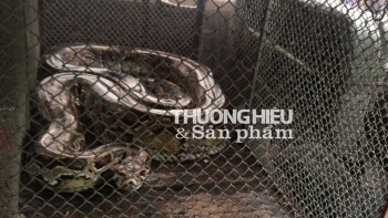 Hà Tĩnh: Thả trăn gấm dài 2,9m về môi trường tự nhiên