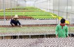 Bình Phước tập trung phát triển nông nghiệp ứng dụng công nghệ cao