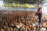 Khởi nghiệp nông nghiệp: Làm giàu từ nuôi gà bố mẹ