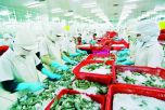 Xuất khẩu hải sản Việt Nam sang EU giảm sút vì “thẻ vàng”
