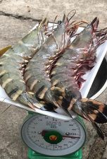 Gần triệu đồng một kg tôm sú 'khổng lồ'
