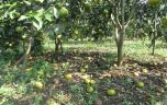 Quýt rớt giá, nông dân Nghệ An gặp khó