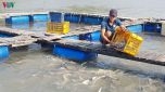 Nông dân Cần Giờ thoát nghèo nhờ nuôi cá bớp