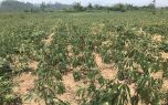 Nguy cơ mất trắng vùng nguyên liệu sắn