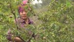 Mận hậu đầu mùa giá "chát" 200.000 đồng/kg