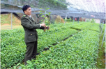 Chất lượng giống lâm nghiệp được đặt lên hàng đầu