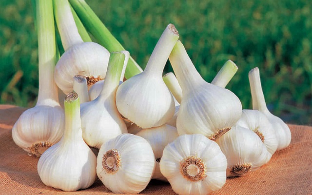 T&aacute;c dụng của tỏi rất tốt cho hệ miễn dịch của cơ thể