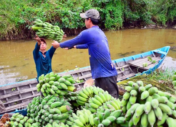 Giá chuối tại Kiên Giang tăng mạnh