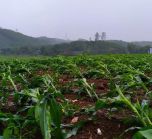 Bắc Kạn: Gần 140 hecta hoa màu bị mưa đá tàn phá