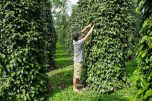 Xuất khẩu hồ tiêu: Để giữ vững vị thế dẫn đầu