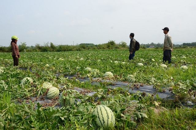 Dưa hấu đến thời kỳ thu hoạch nhưng kh&ocirc;ng c&oacute; người mua
