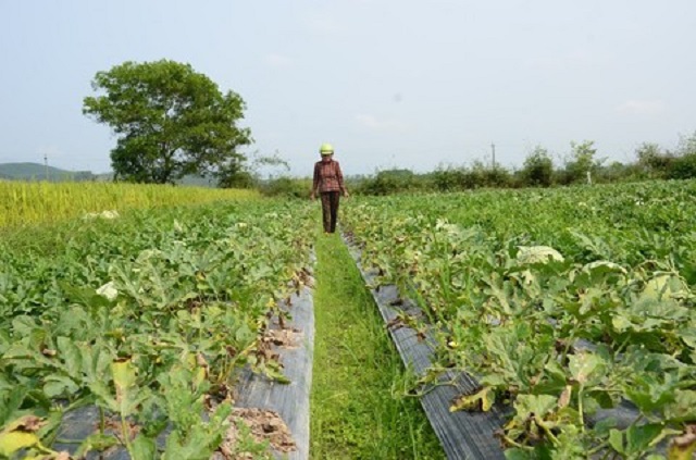 Những ruộng dưa đ&atilde; bắt đầu h&eacute;o l&aacute;, v&agrave;o kỳ thu hoạch nhưng kh&ocirc;ng c&oacute; đầu ra